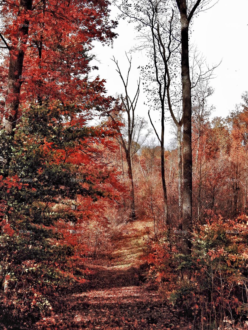 Fall in the state forest in indiana with beautiful colors on the trees