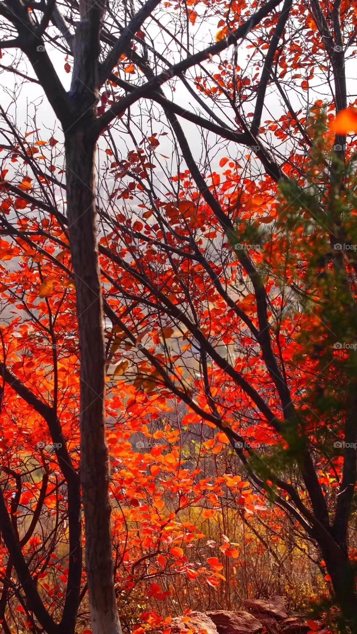 Red Leaf