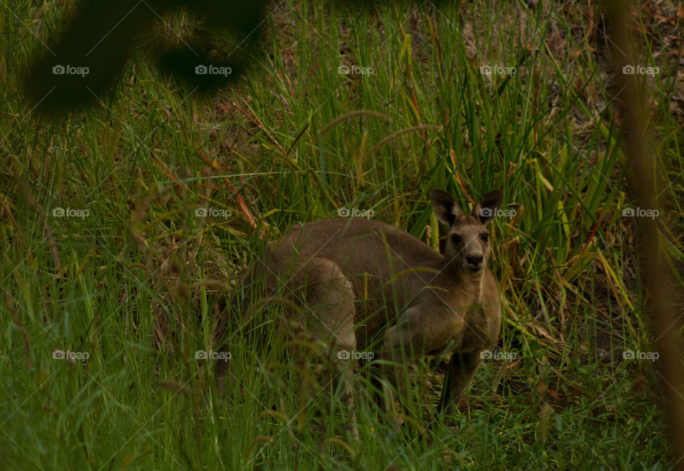 Kangaroo in the grass