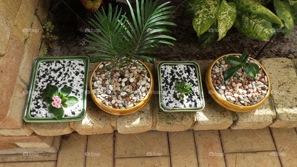 houseplants, bonsai pots