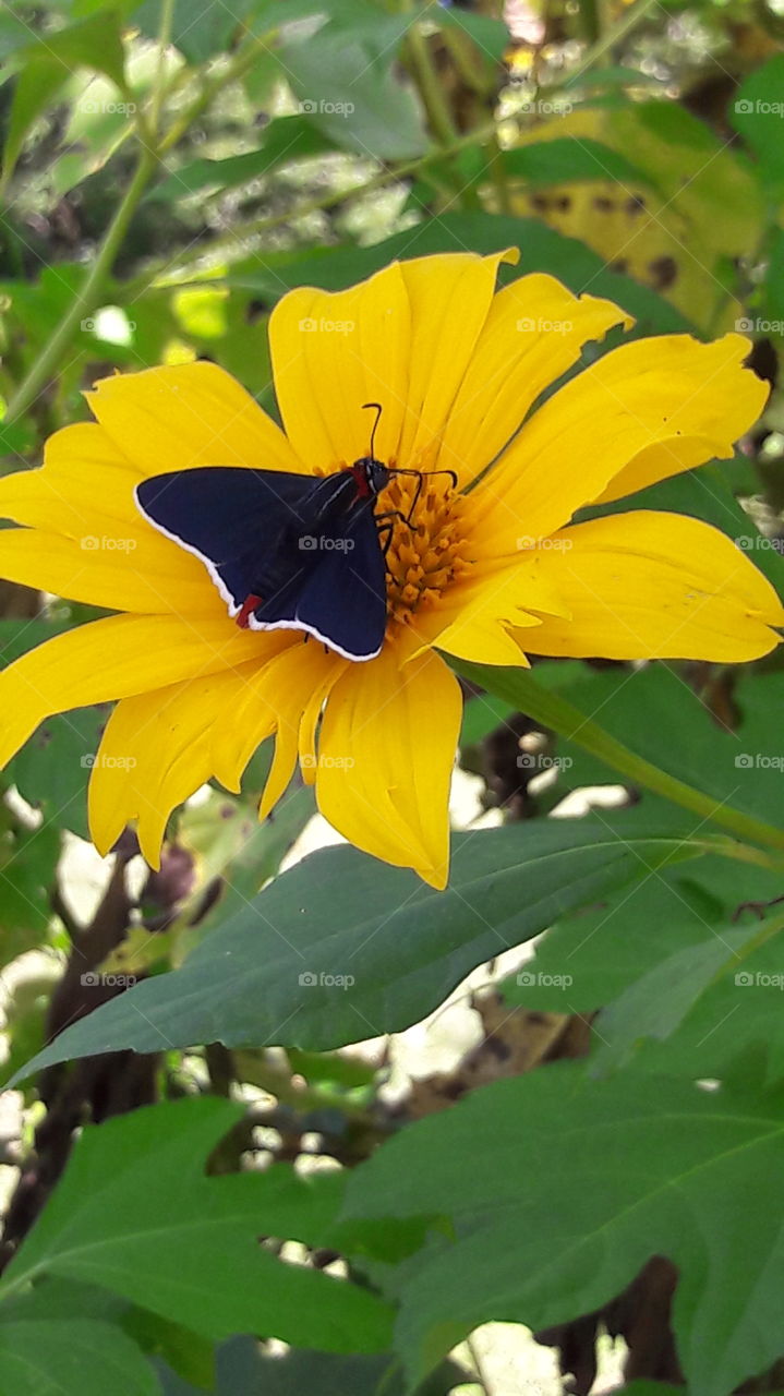 Nature, Flora, Summer, Leaf, No Person