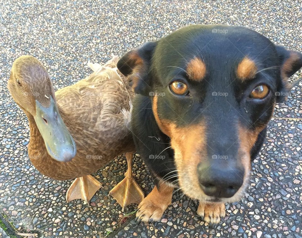 Duck and dog