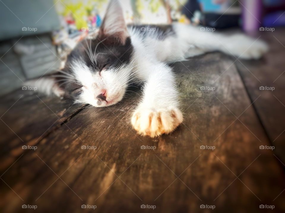 cat sleeping cold on a black wooden table