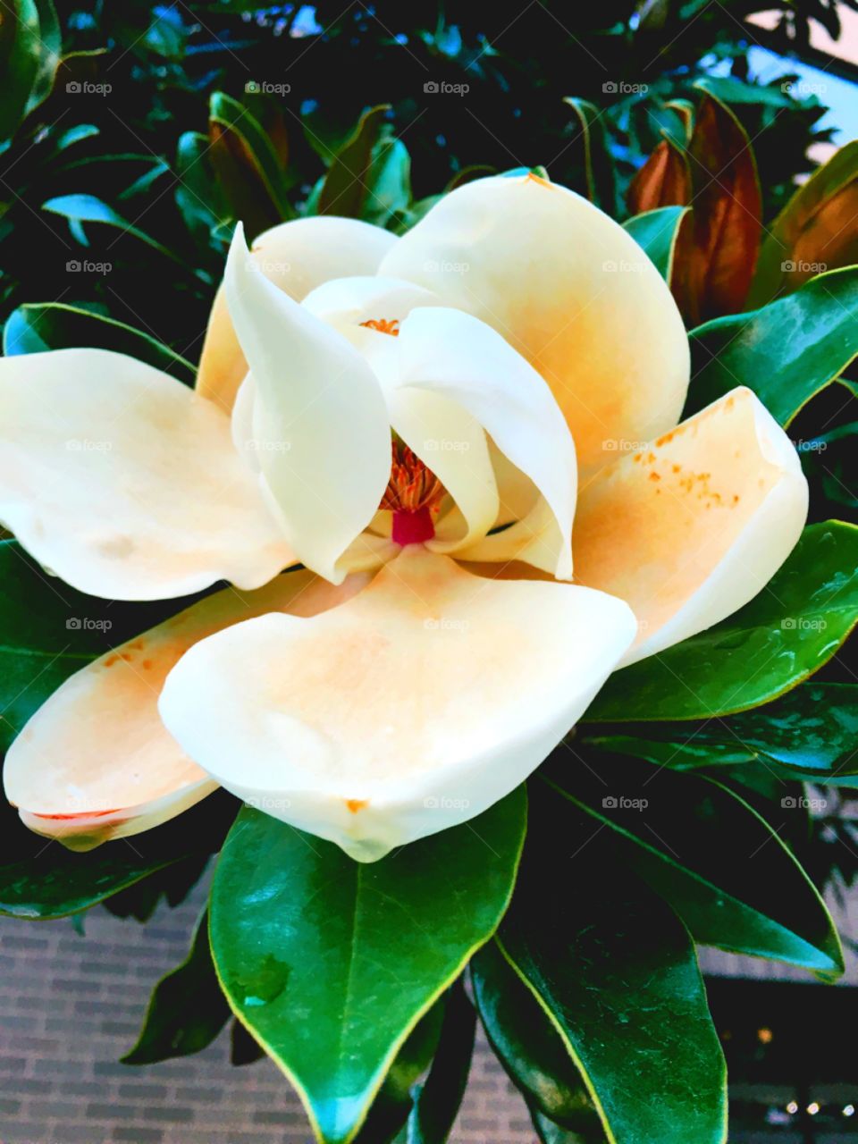 Magnolia flower 
