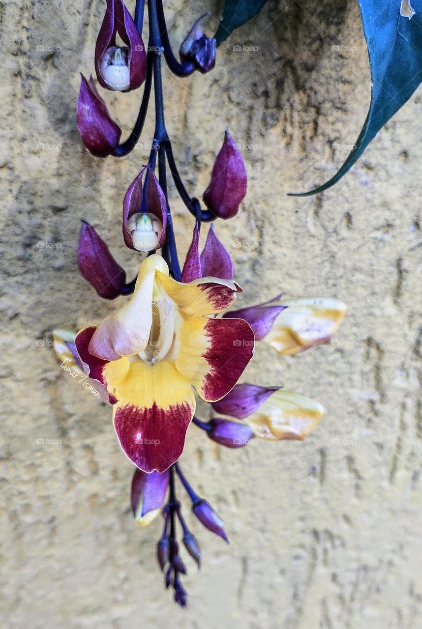 orchid