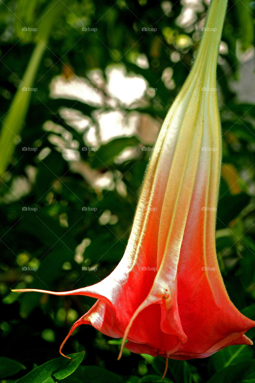 Close-up of red flower