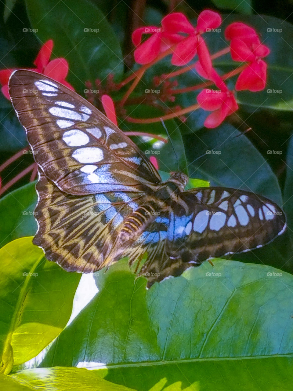 butterfly