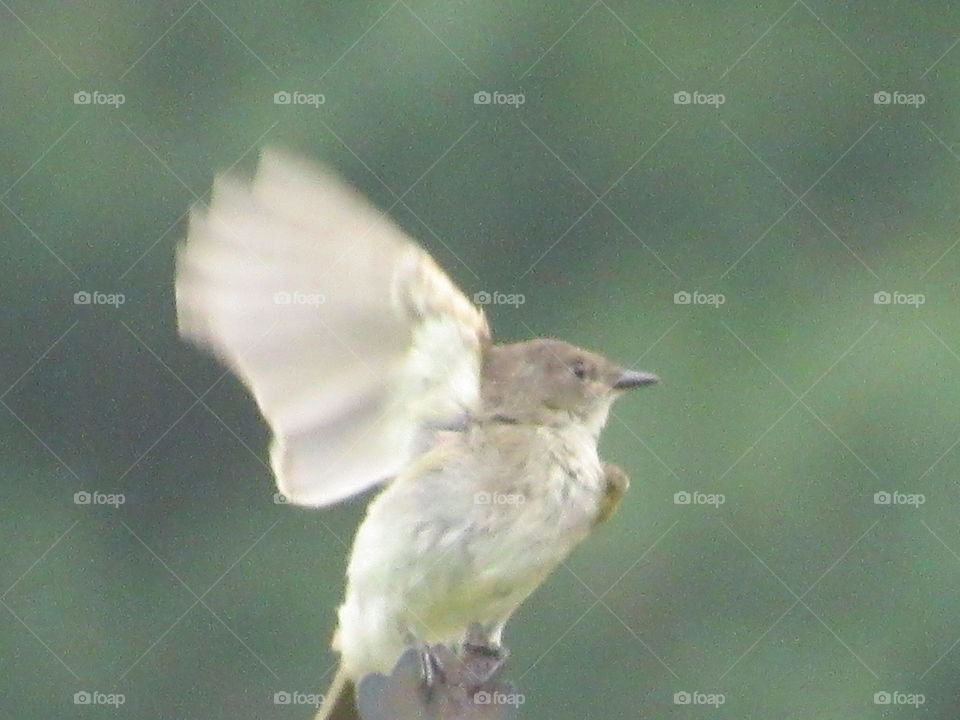 Bird, Wildlife, No Person, Nature, Outdoors