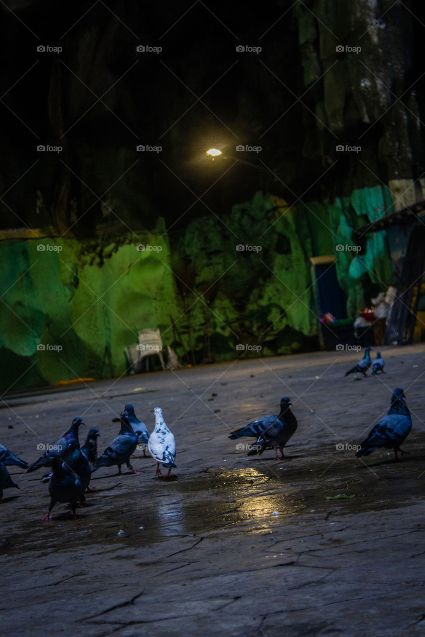 In Batu Caves you can play with them