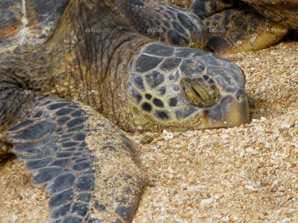 Sleeping turtle