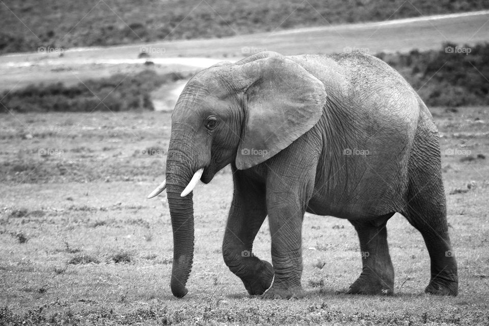 the road is long. elephant searching for a waterhole.