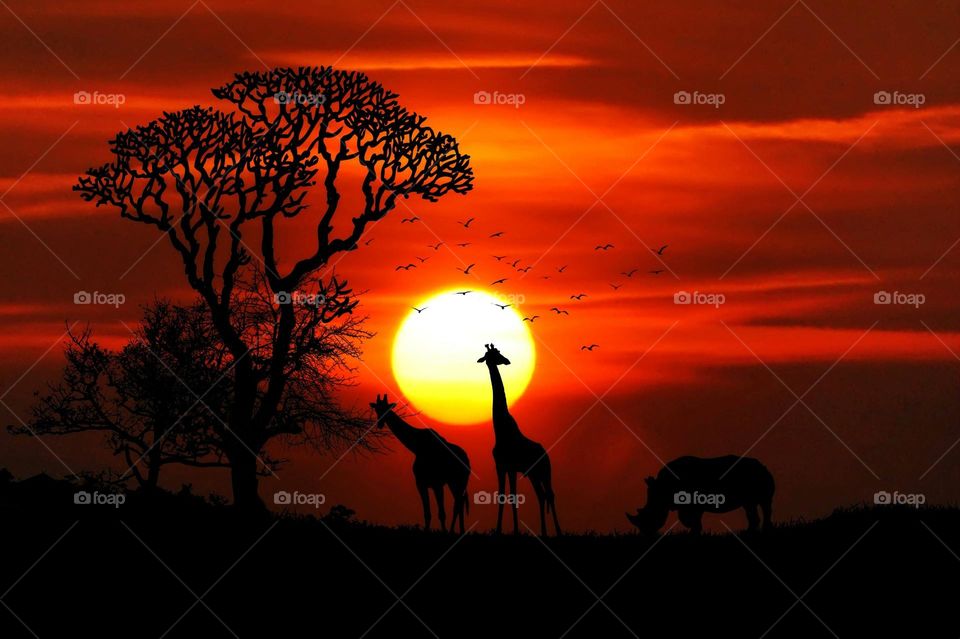 sunset for animals
