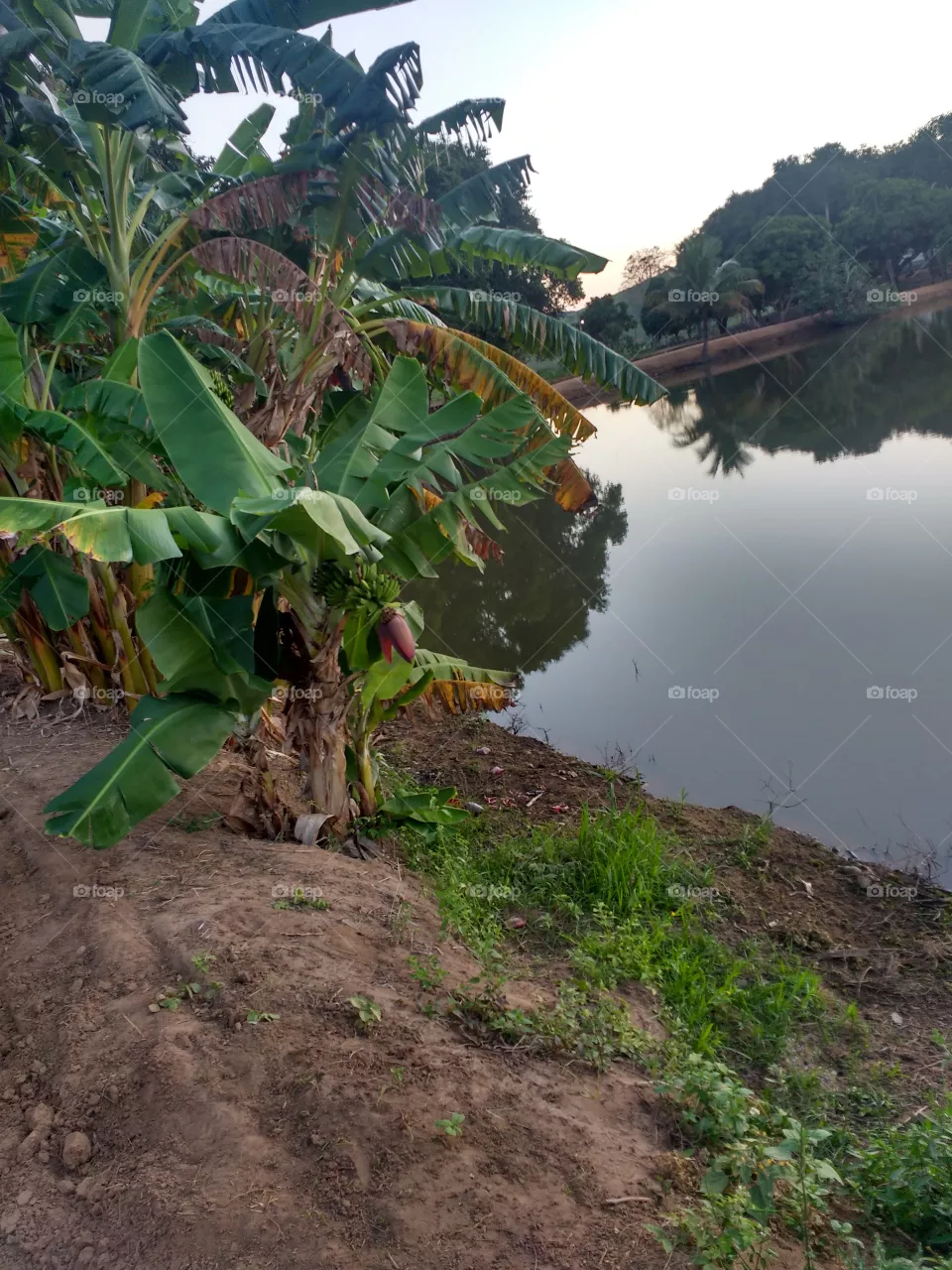 lindo