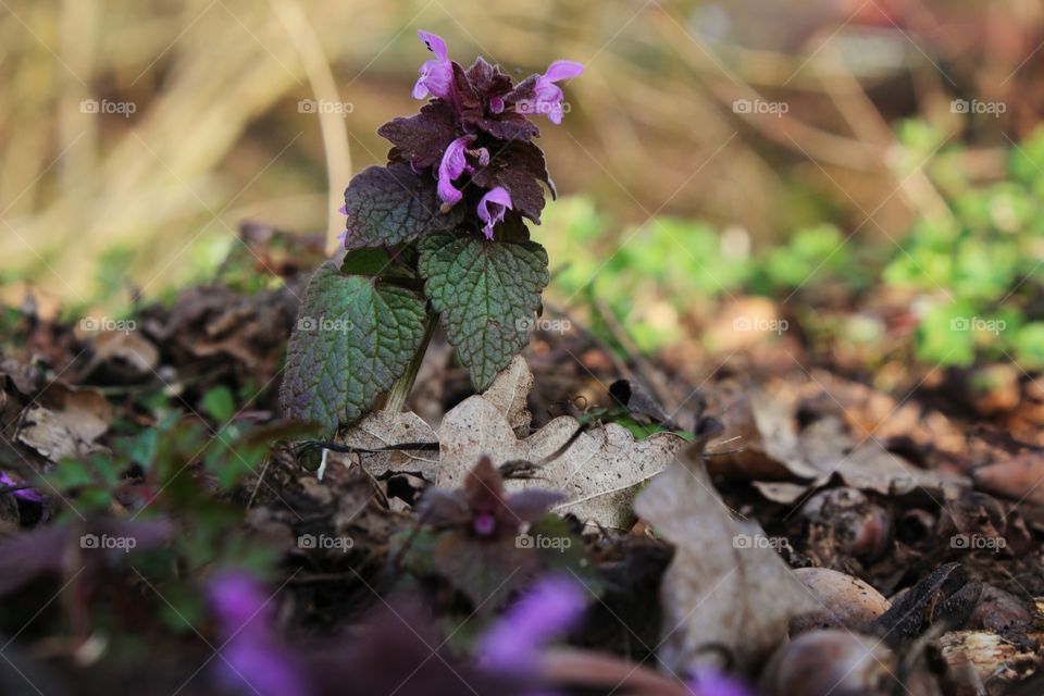 purple flowers