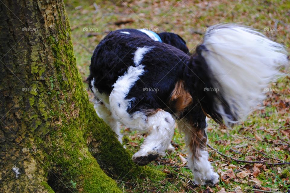 Walter the dog proves he can cock his leg to pee