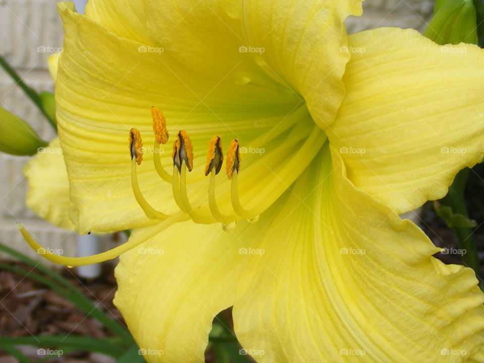 Yellow day lily 