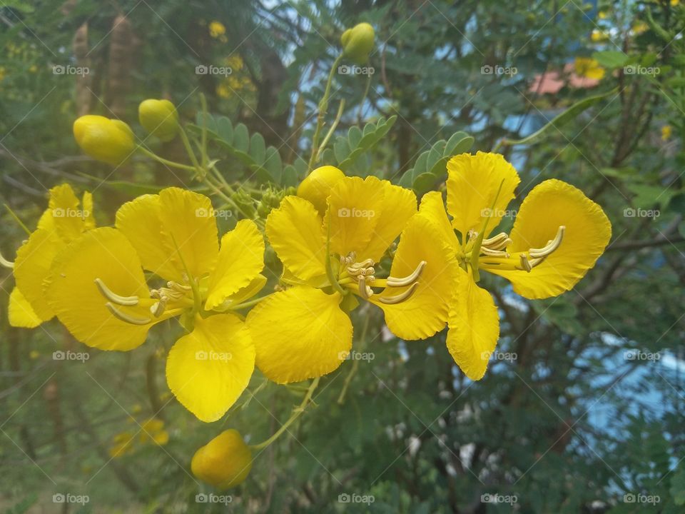 Senna Auriculta flowers