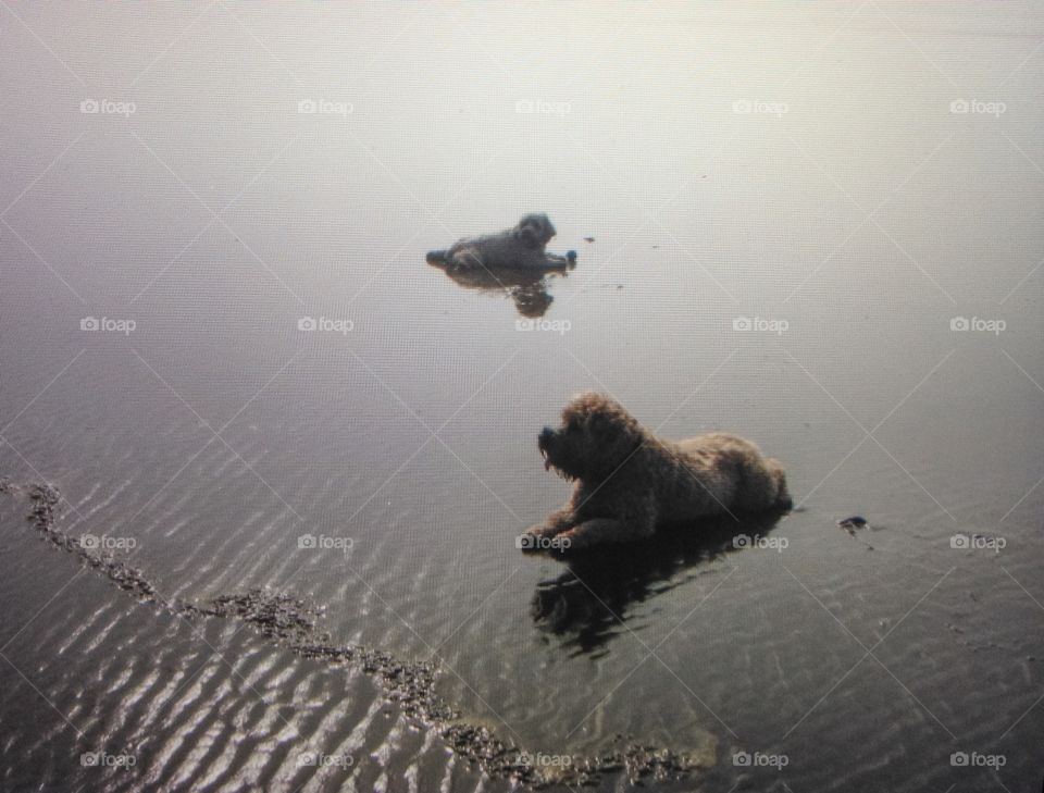Dogs on beach