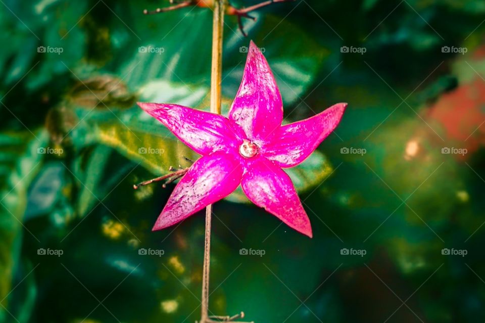 rose colour single flower in the garden, amazing natural environment