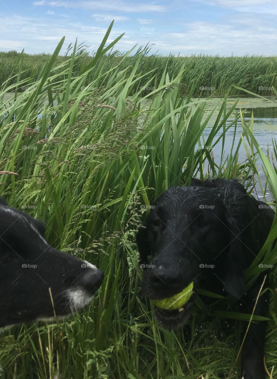 Flatcoat retriever emerges from the river. Pushing her way through reeds, a tennis ball in her mouth. Collie head comes in from left. 