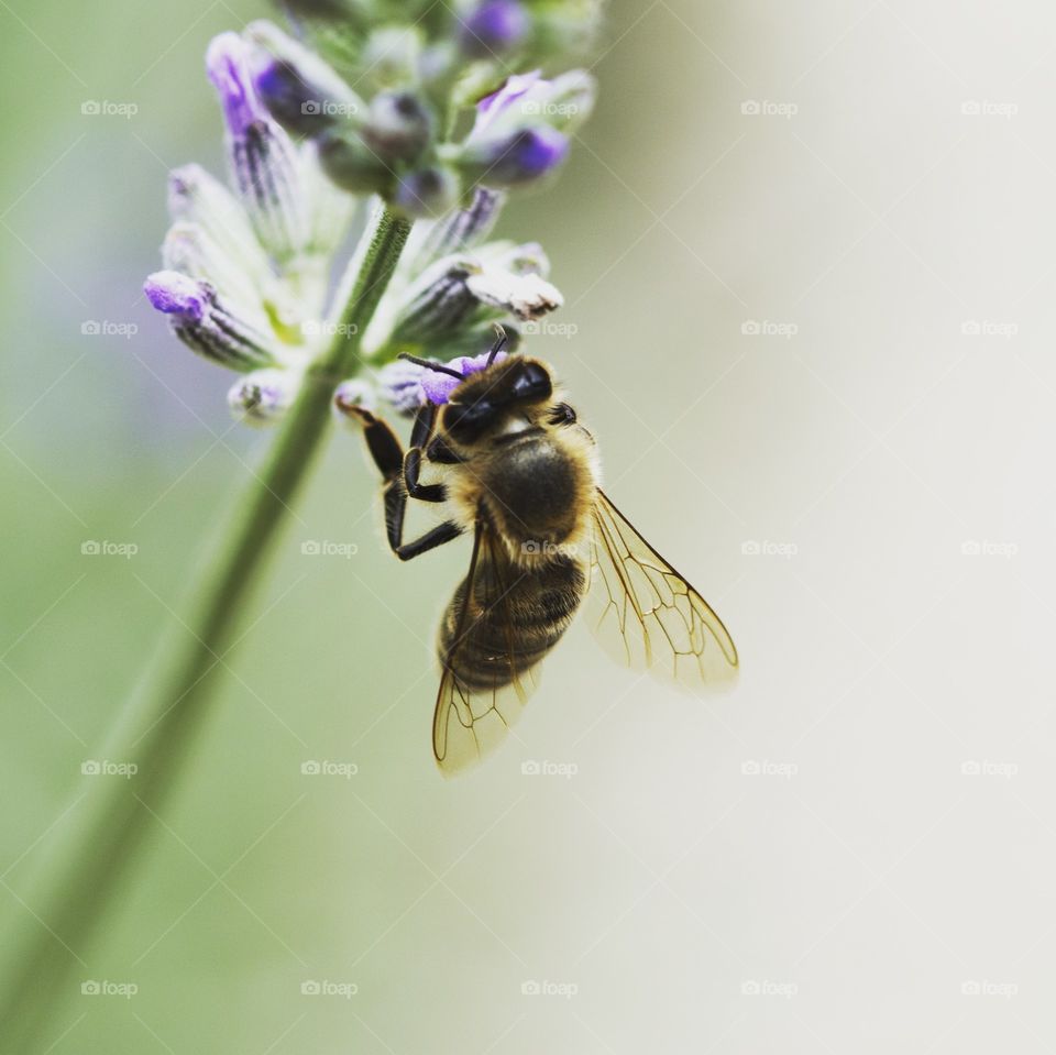 Bee on a beautiful lavender flower
