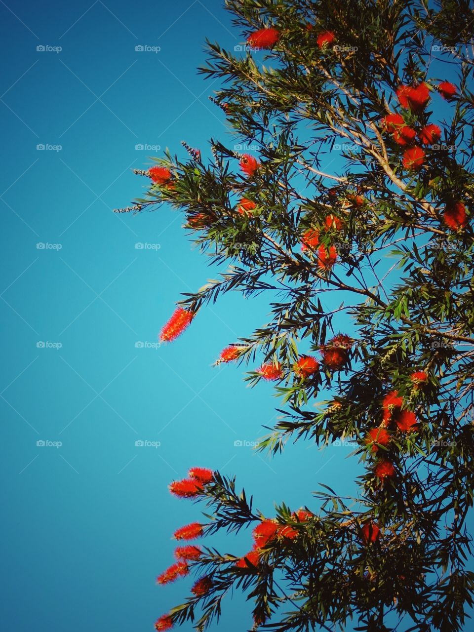 Red Flowers Against A Light Blue Sky