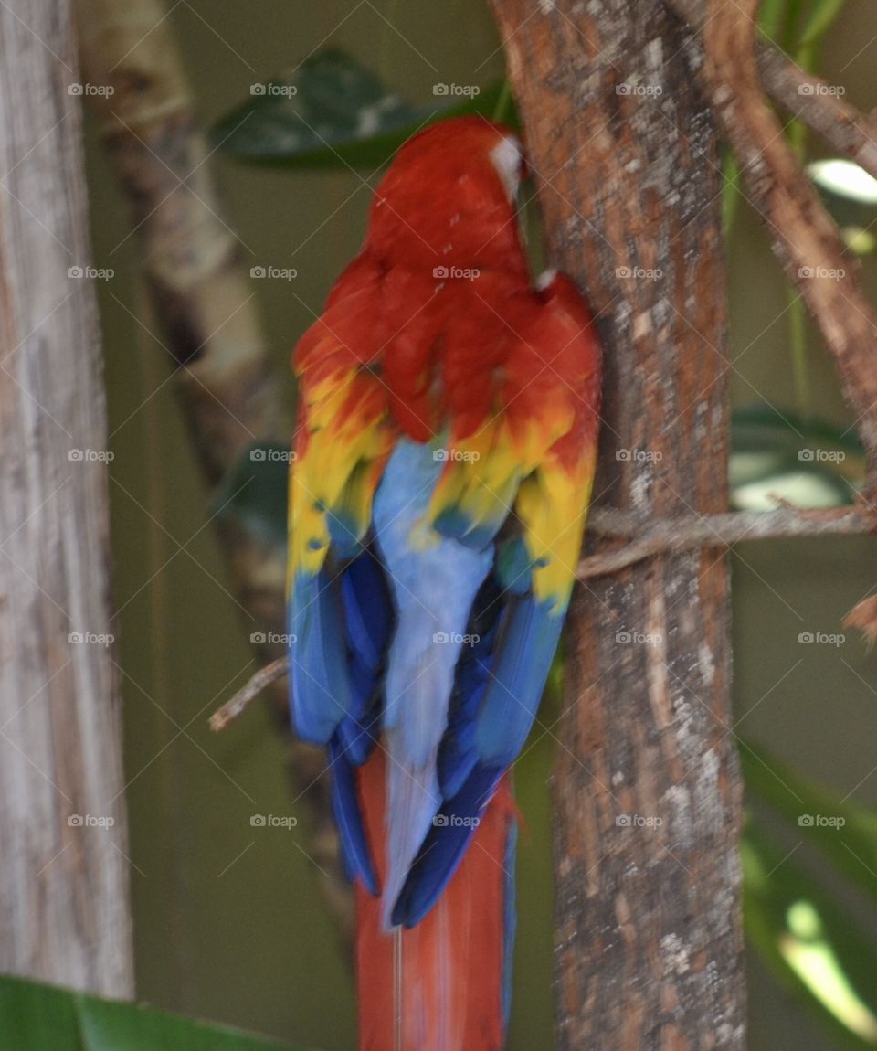 Colorful parrot at the zoo. Close-up