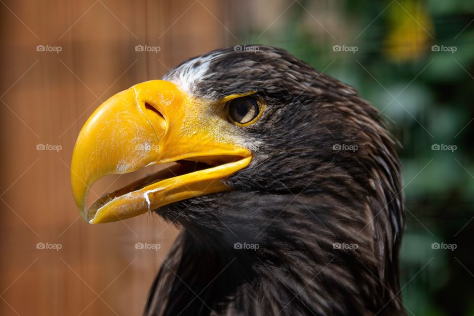 Giant eagle face close up