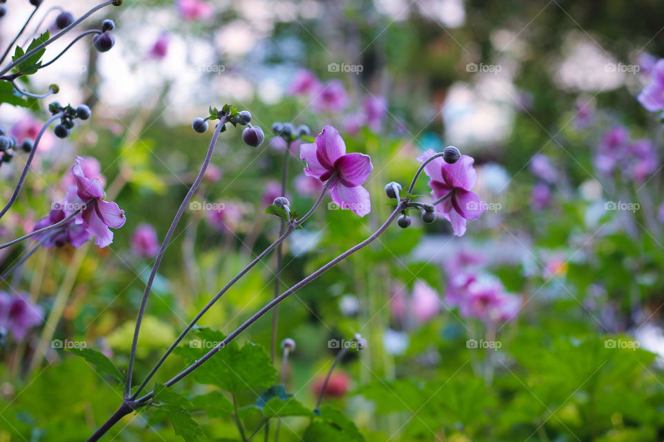 garden flowers pink summer