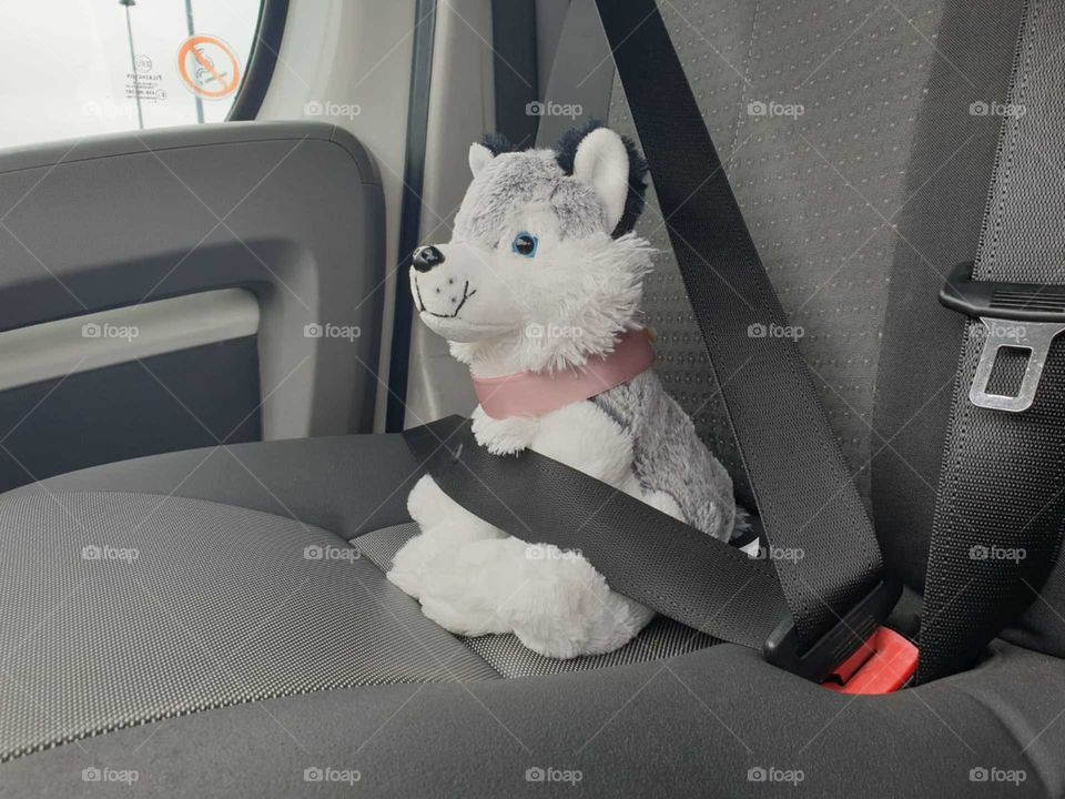 little gray dog safe driving with seat belt on