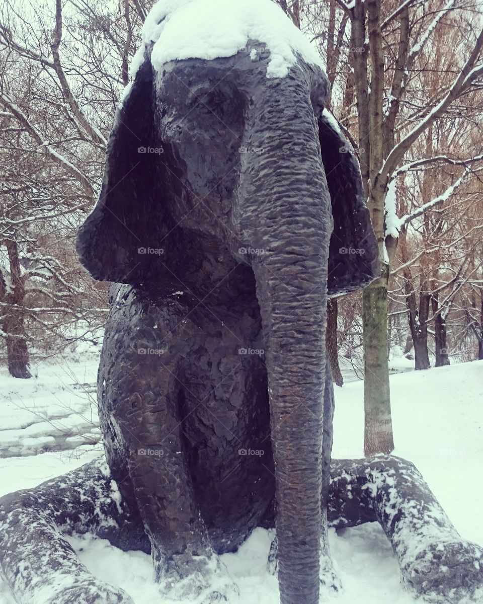 Snow, Winter, No Person, Cold, Tree