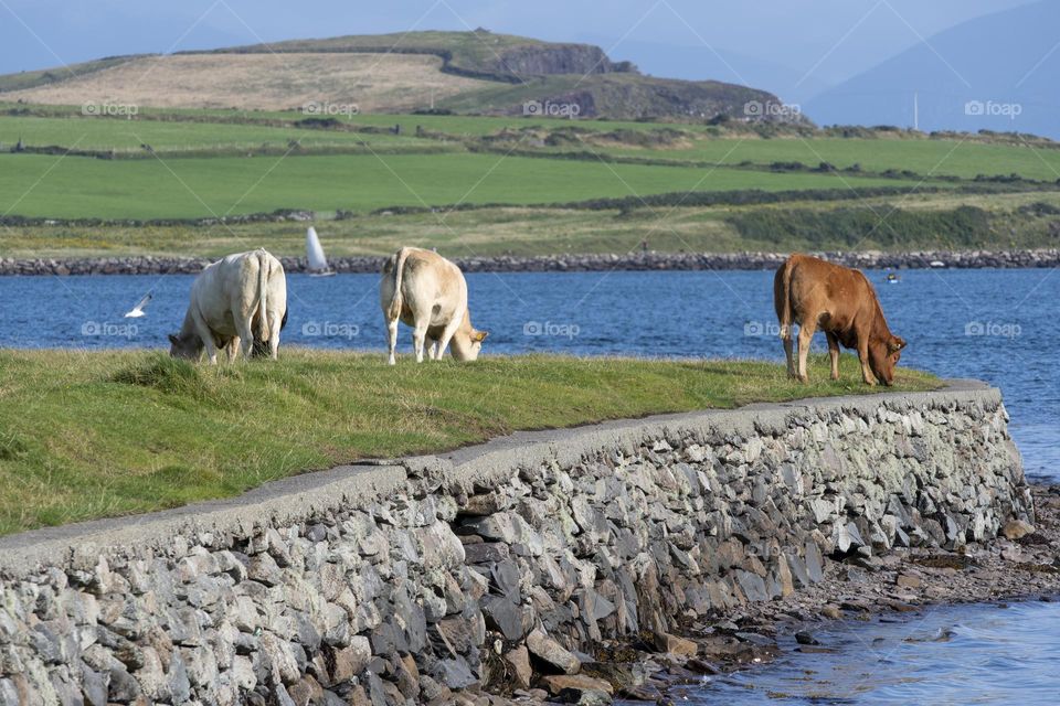 Cows in the Irish Countryside 