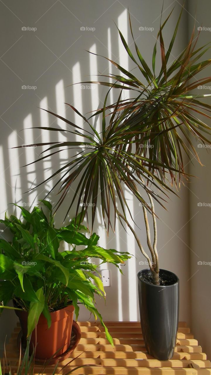 Plants around us. Beautiful home plants. Home plants add beauty and comfort to the home.