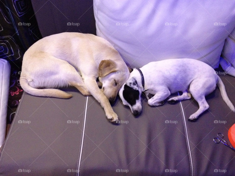 dog dogs sleeping love by lizzydancer84