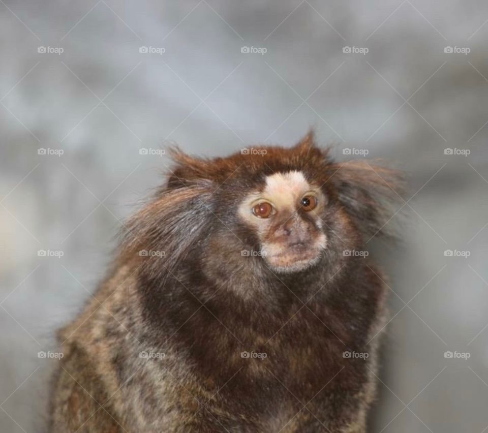 Heterochromia Monkey LOOK at those eyes