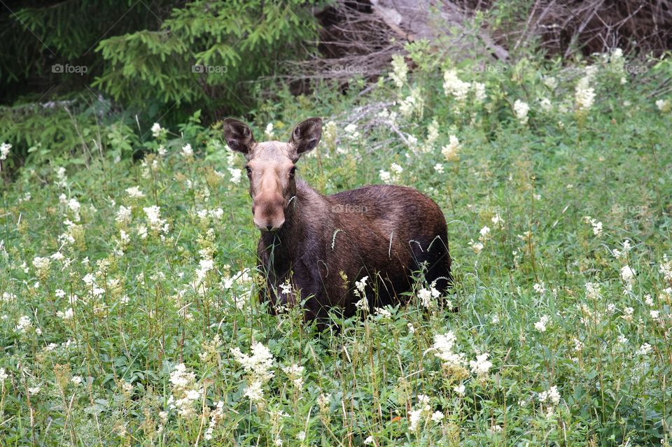 Moose on flower meadow