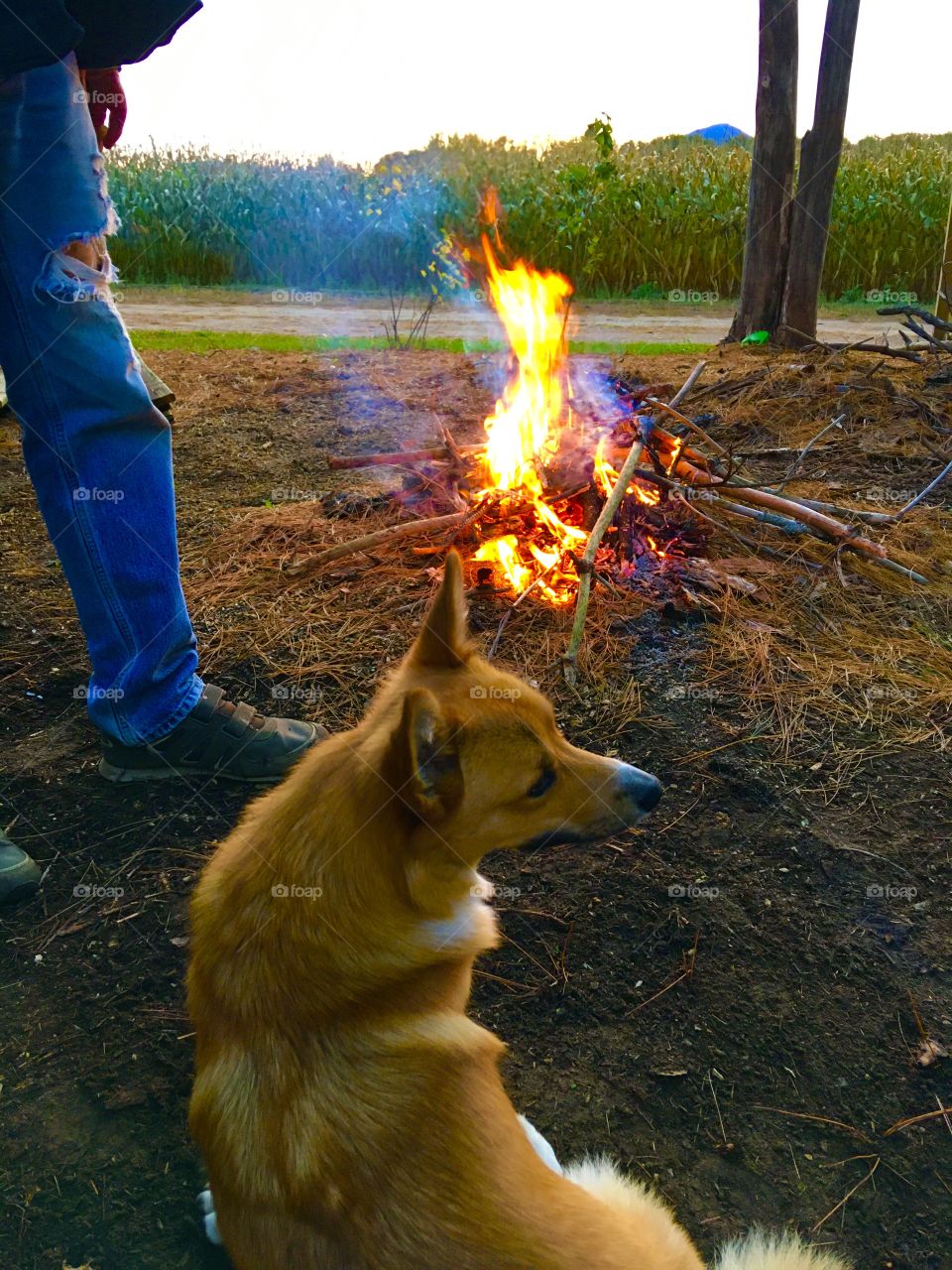 Fox dog by the fire 