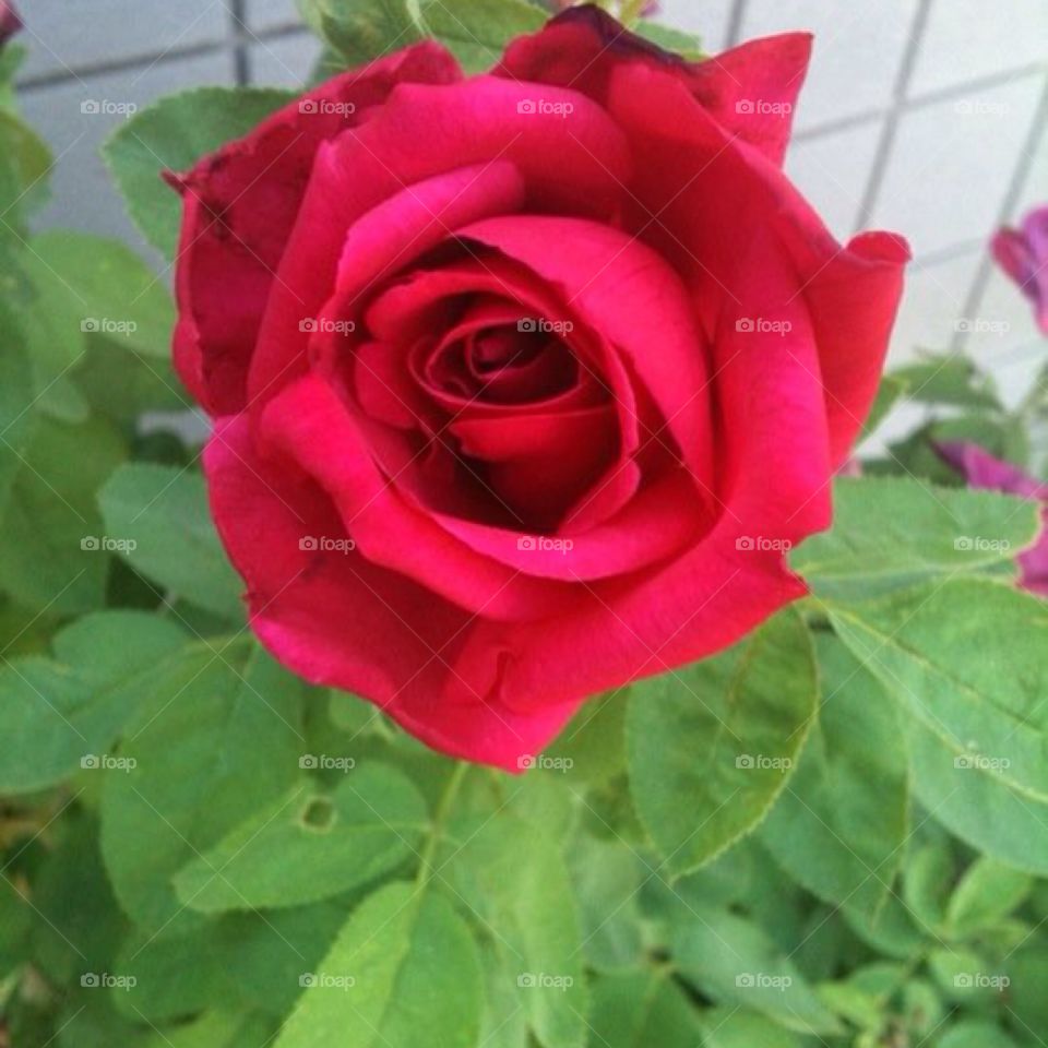 Rose. Garden rose