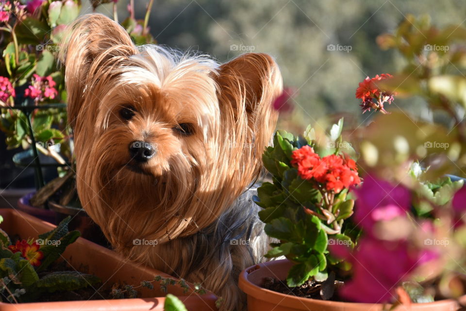 Cute yorkshire terrier and flowers