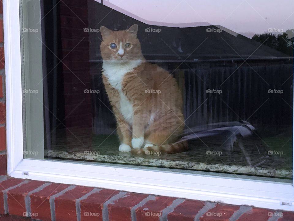 Cat in window 