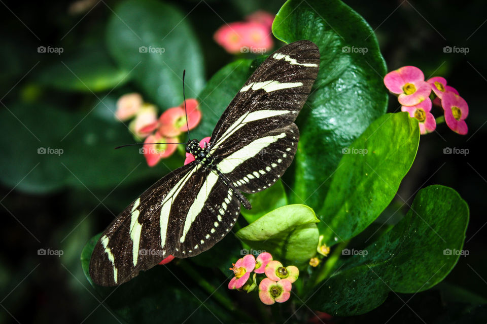 Cute butterfly on a tropical plant