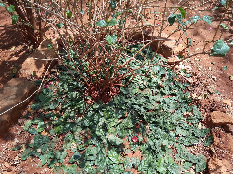 No Person, Leaf, Nature, Ground, Outdoors