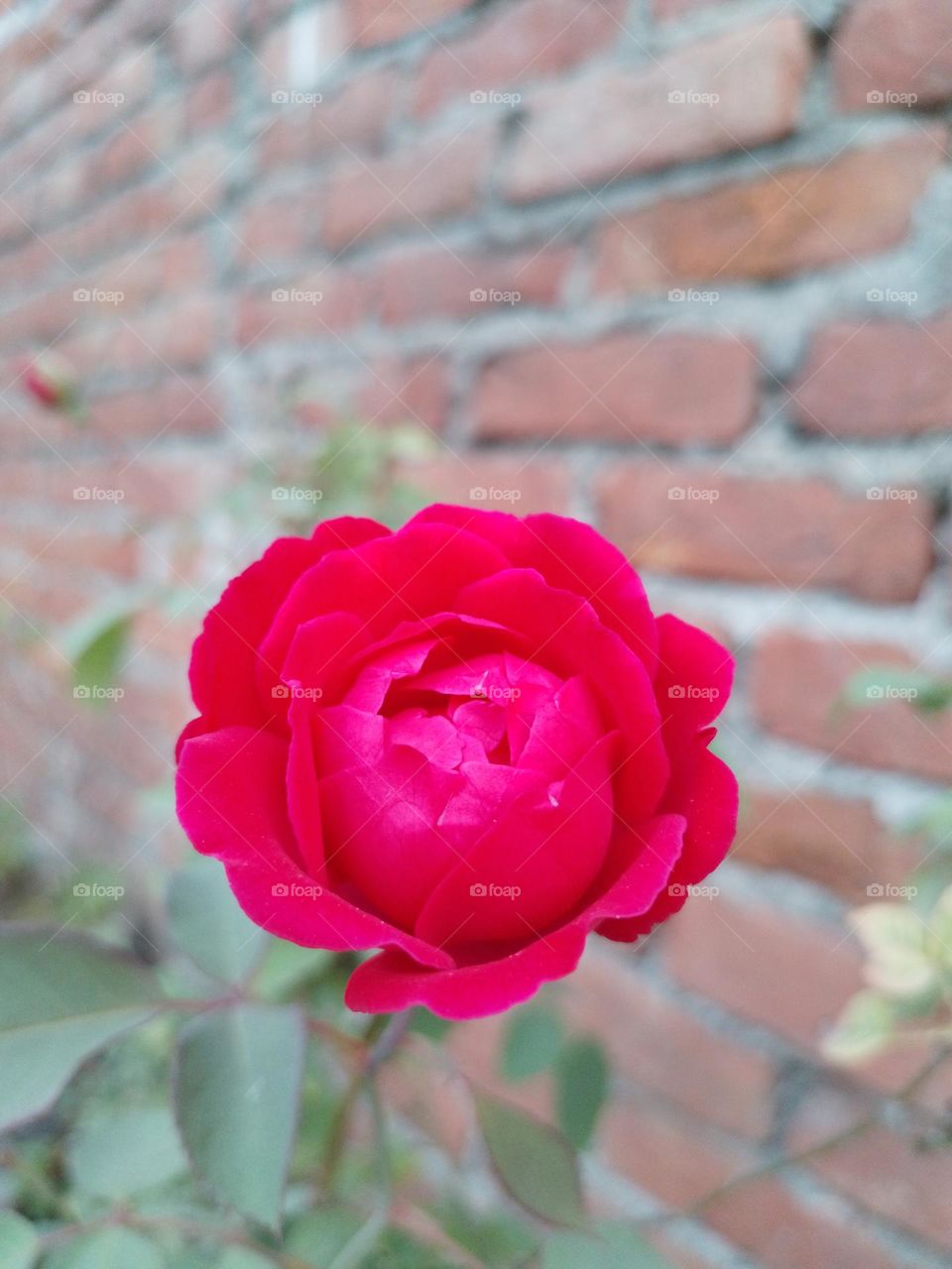 red rose