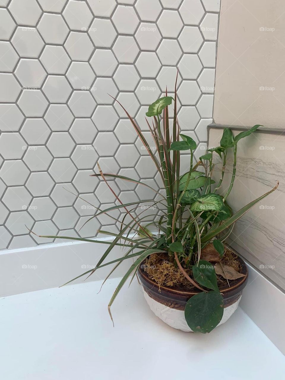 Green potted plant against an almost white background - the contrast is gorgeous in my opinion! 