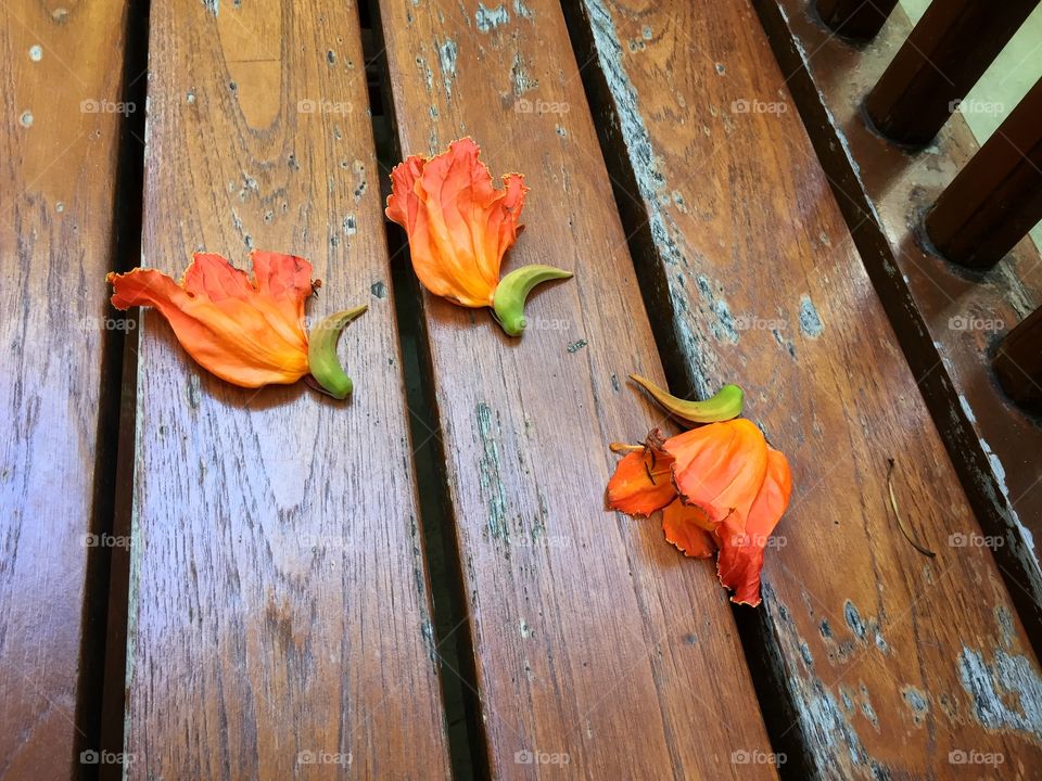 African tulip tree flowers