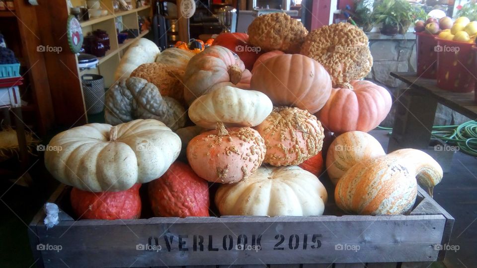 Colorful pumpkins and squashes
