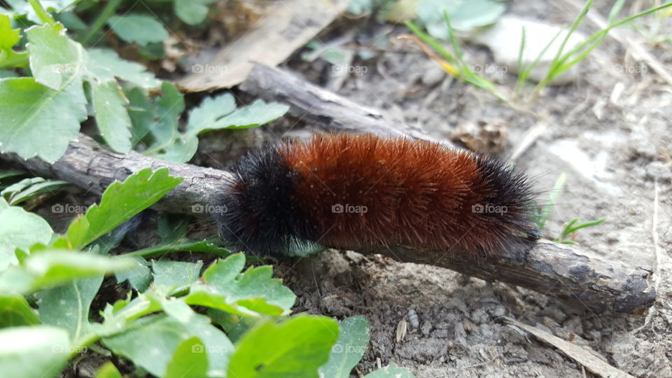 looks like a cold winter