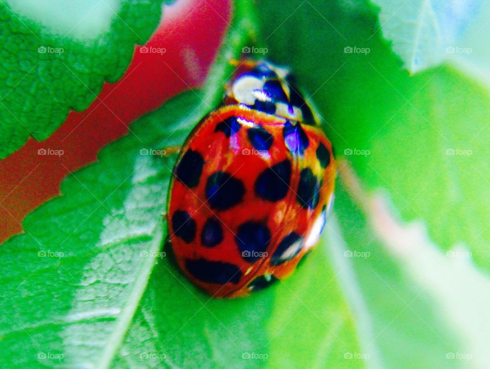 Ladybird macro