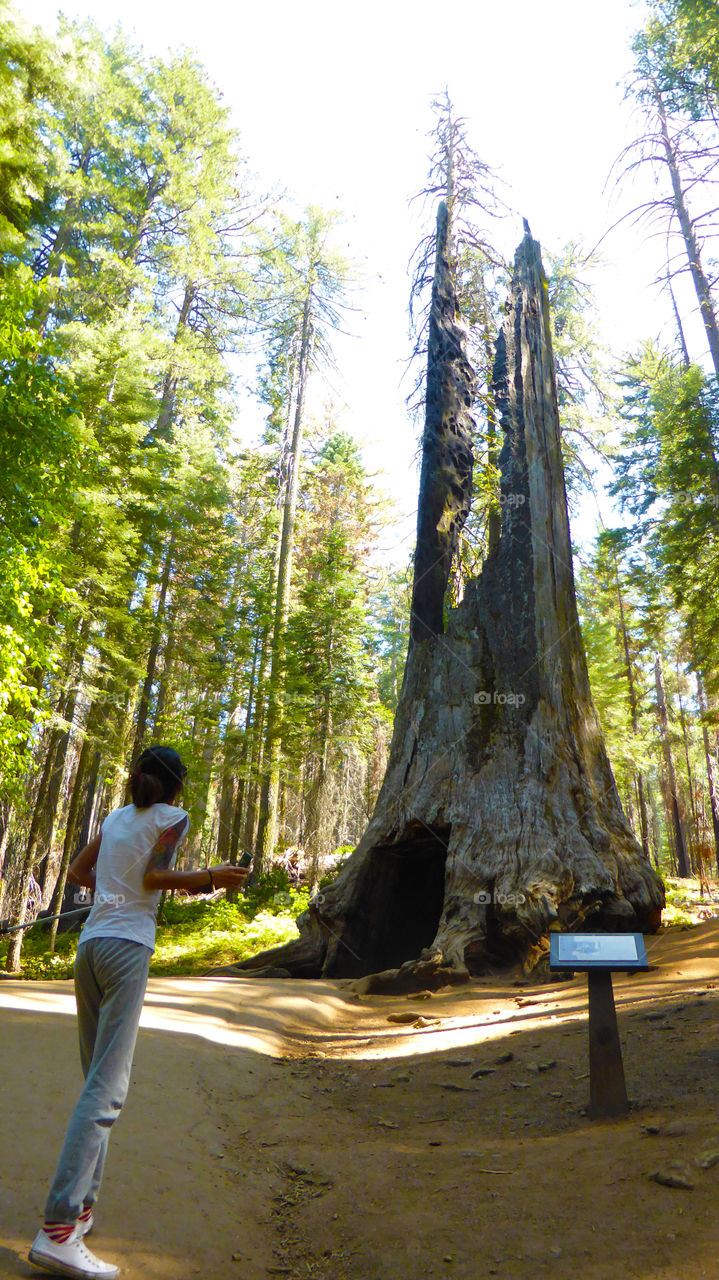 Discover the forest in the toulumne of the giant sequoia