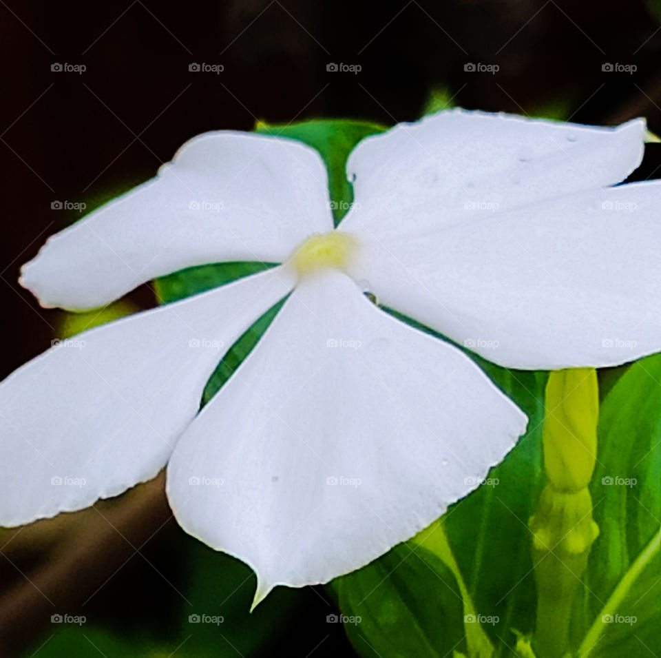 Indian common white Garden flower